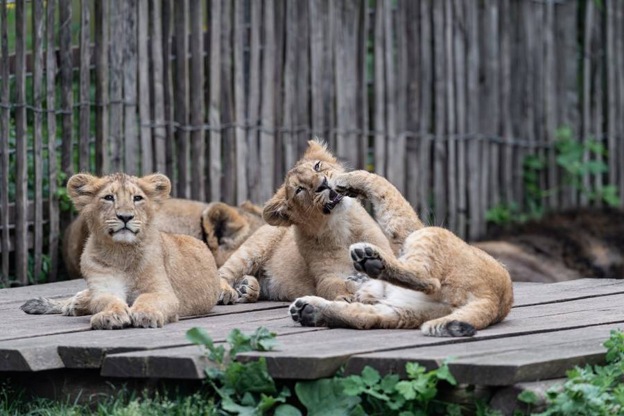 Cologne Zoo
