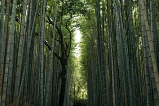 13 Activities Recommendation on What To Do in Kyoto, Traveloka SG