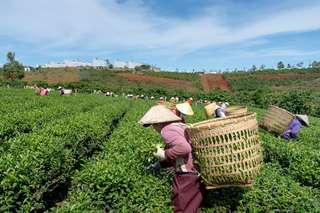 Menikmati Keindahan Kebun Teh Malino, Ikon Wisata Alam di Gowa Sulawesi Selatan, Waktu baca 5 menit