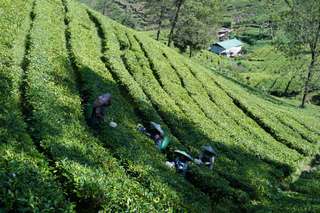 Pesona Kebun Teh Cianten Bogor, Tempat Wisata Sejuk di Kaki Gunung Halimun, Waktu baca 4 menit