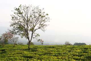 Kebun Teh Sikatok, Destinasi Wisata Unggulan untuk Healing dan Rekreasi , Waktu baca 5 menit