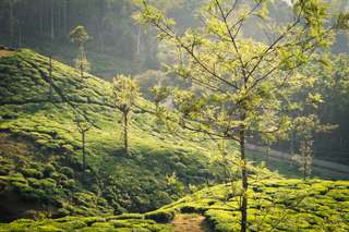 Pesona Wisata Kebun Teh Rancabali yang Ideal untuk Staycation Bersama Keluarga, Waktu baca 5 menit