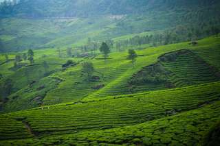 Intip Keindahan Kebun Teh Malabar yang Jarang Diketahui, Waktu baca 4 menit