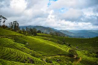 Wisata Kebun Teh Nirmala: Surga Tersembunyi di Bogor, Waktu baca 4 menit