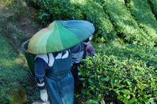 Kebun Teh Gunung Gambir: Daya Tarik, Harga Tiket, dan Tips Berkunjung, Waktu baca 6 menit