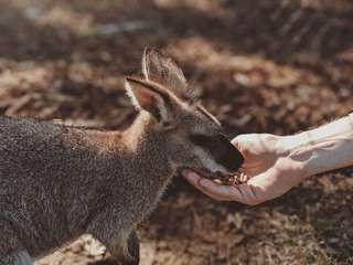 15 Fun Things to Do in Brisbane for Your Next Australia Adventure, 4 min read