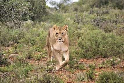 Best Time to Visit South Africa for Safaris, Wildlife & Scenic Adventures, Traveloka MY