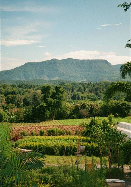 ไร่ข้าวโพดหวานคอร์นนิลี่ - Cornily Corn Farm
