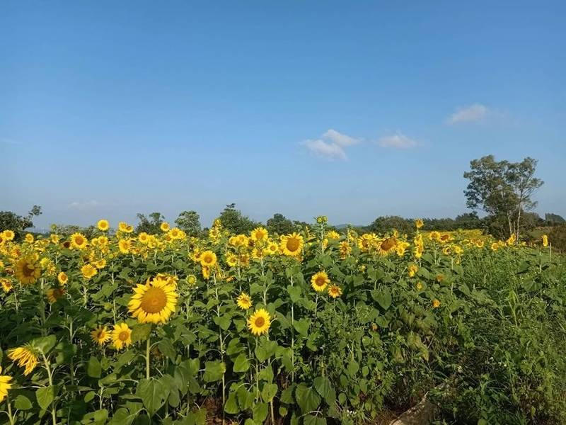 ไร่พราวตะวัน เขาใหญ่