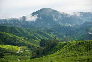 Best Time to Visit Cameron Highlands 2026: A Travel Guide for Singaporean Tourists, 4 min read