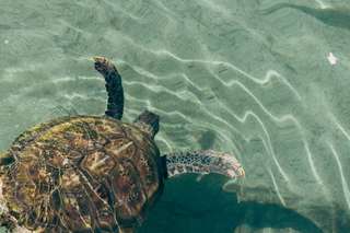Plan Your Dream Getaway to Turtle Beach, Perhentian Island, Traveloka MY