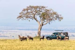 Taman Nasional Serengeti Tanzania: Daya Tarik, Aktivitas, dan Tips Wisata , Mas Bellboy