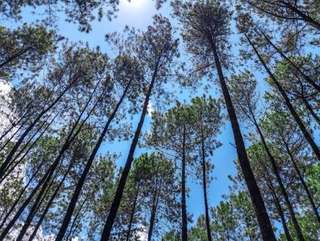 Hutan Pinus Kalilo: Wisata Perbukitan Menoreh yang Sejuk di Purworejo, Waktu baca 4 menit