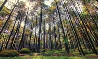 Eksplor Hutan Pinus Cibubur, Ruang Hijau untuk Kabur Sejenak dari Kota, Waktu baca 5 menit