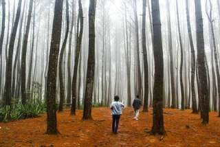 Hutan Pinus Sawangan: Wisata Alam Sejuk dan Asri di Banyumas, Waktu baca 6 menit