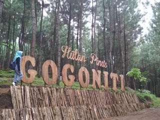 Hutan Pinus Gogoniti: Wisata Alam Sejuk dan Instagramable di Blitar, Waktu baca 5 menit