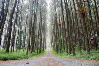 Hutan Pinus Nglimut: Daya Tarik, Lokasi, Harga Tiket, dan Tips Wisata, Waktu baca 5 menit