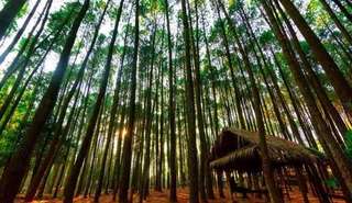 Hutan Pinus Kayon: Daya Tarik, Lokasi, Harga Tiket, dan Tips Berkunjung, Waktu baca 6 menit