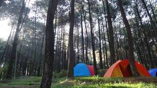 Hutan Pinus Ngandong: Daya Tarik, Lokasi, Harga Tiket, dan Tips Berkunjung, Waktu baca 5 menit