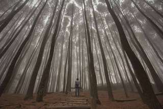 Hutan Pinus Batu Nyongclo: Daya Tarik, Lokasi, Harga Tiket, dan Tips Berkunjung, Waktu baca 5 menit