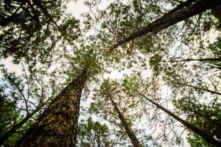 Cari Tempat Adem di Jombang? Hutan Pinus Wonosalam Bisa Jadi Pilihan!, Waktu baca 3 menit