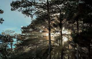 Hutan Pinus Semeru, Wisata Sejuk di Kaki Gunung Tertinggi Pulau Jawa, Mas Bellboy
