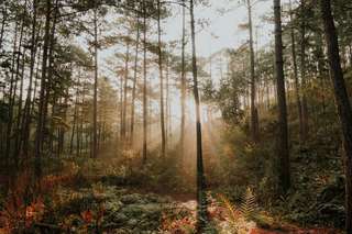 Hutan Pinus Ungaran, Healing dengan Latar Gunung Ungaran, Waktu baca 3 menit