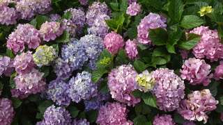 Serunya Liburan ke Taman Bunga Hortensia, Ini Daya Tarik dan Tipsnya , Waktu baca 3 menit