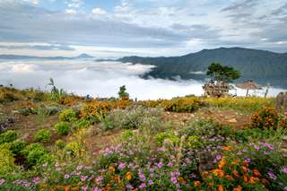 Taman Bunga Sembalun, Destinasi Cantik di Kaki Gunung Rinjani, Waktu baca 6 menit