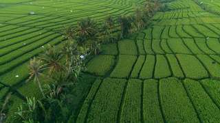 Desa Wisata Tembi, Indahnya Alam Pedesaan dan Nuansa Nostalgia, Mas Bellboy