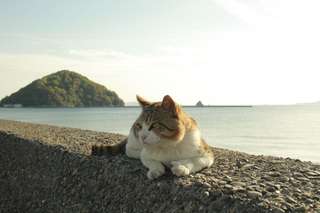 Travel Guide to Cat Island in Japan: A Paradise for Cat Lovers, 4 min read