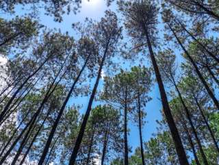 Hutan Pinus Tiamo Semarang dan Wisata Menarik, Kuliner Khas, dan Rekomendasi Hotel Sekitarnya, Traveloka Team