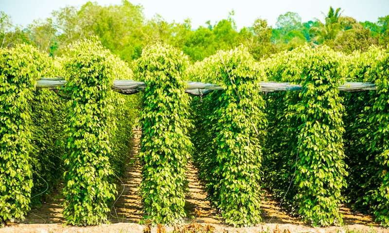 phu quoc package - Peppercorn farms