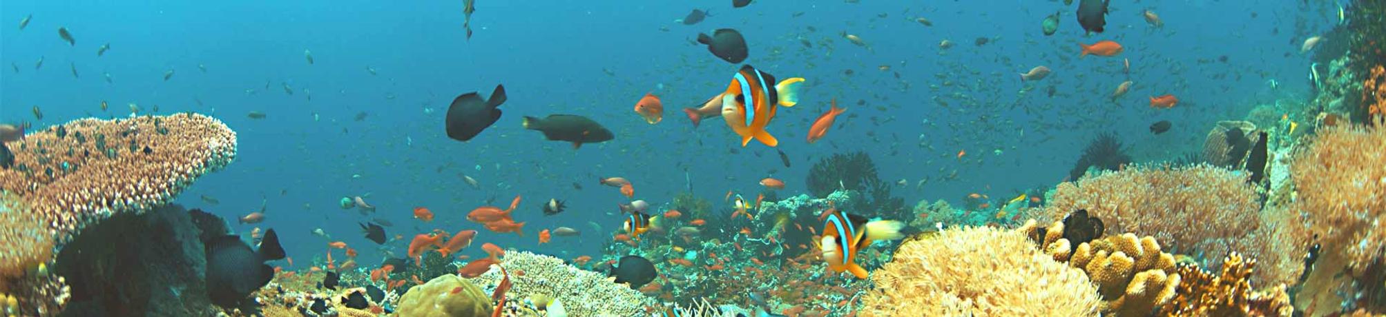 Hotel & Accommodation in Talipanan Beach