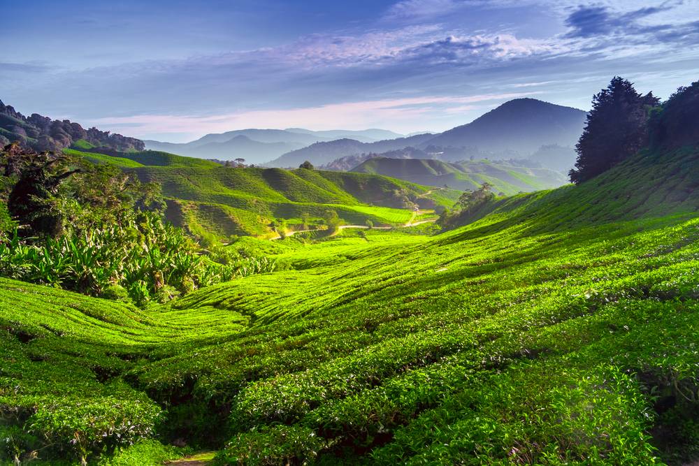 Kebun Teh Malaysia