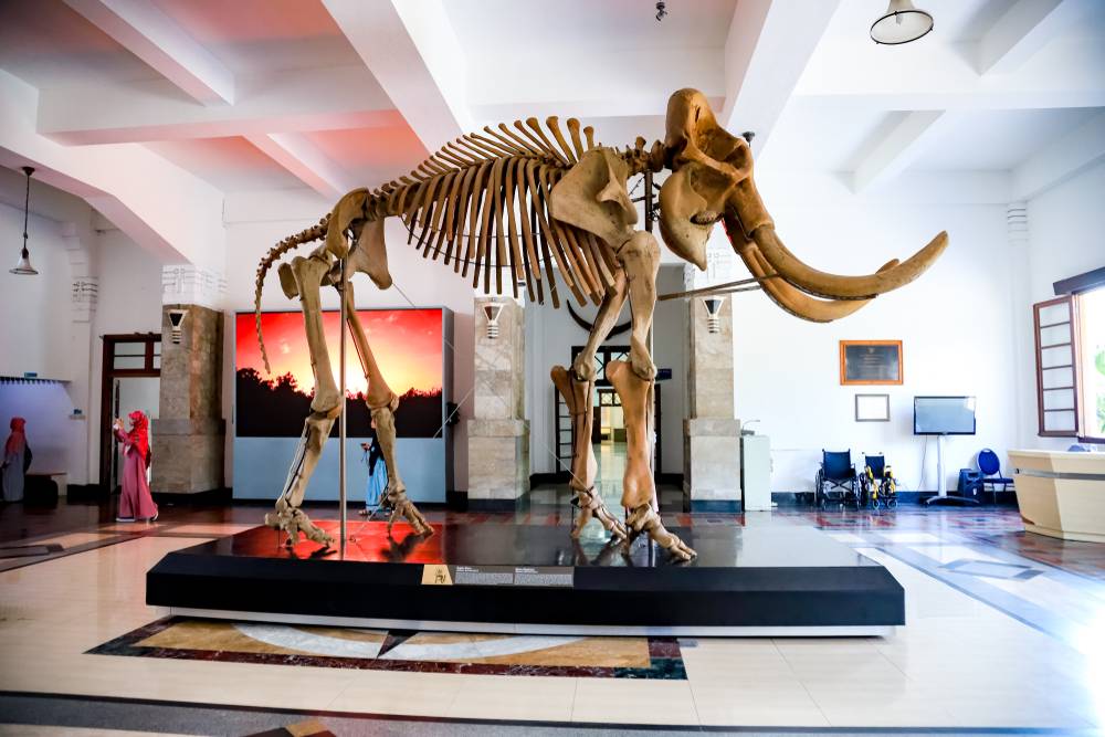 Geologi Museum