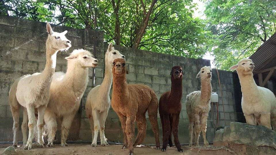 City farm seri kembangan in the Farm in