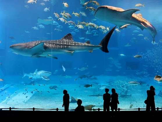 S.E.A aquarium