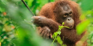 Penginapan Beluran