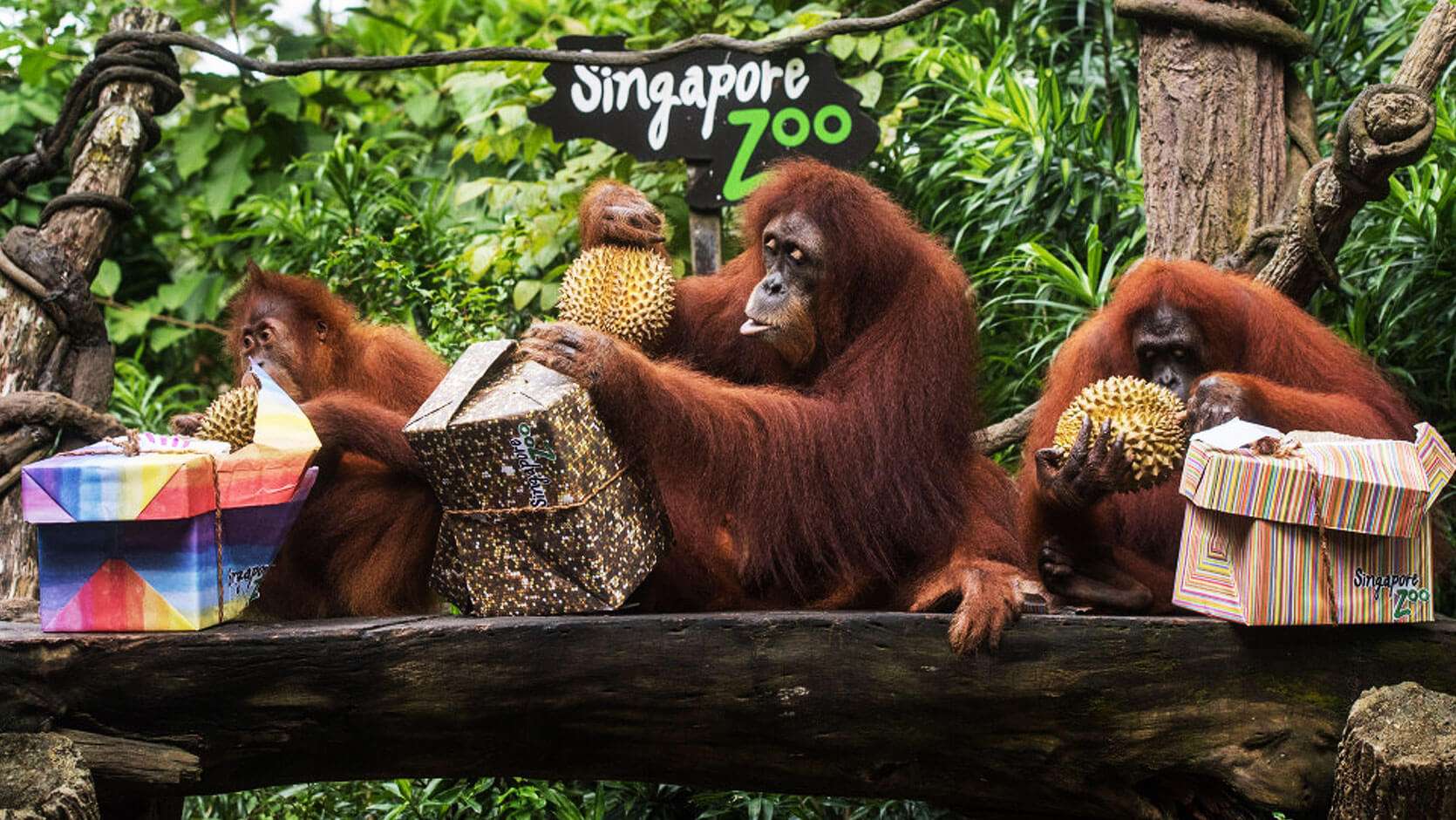 Singapore Zoo Ticket Price