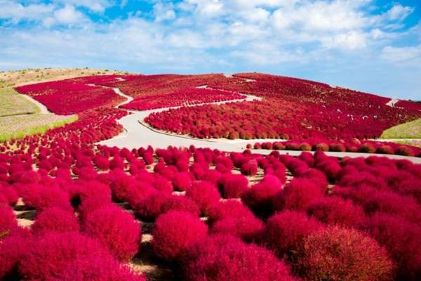 tour nhật bản giá rẻ