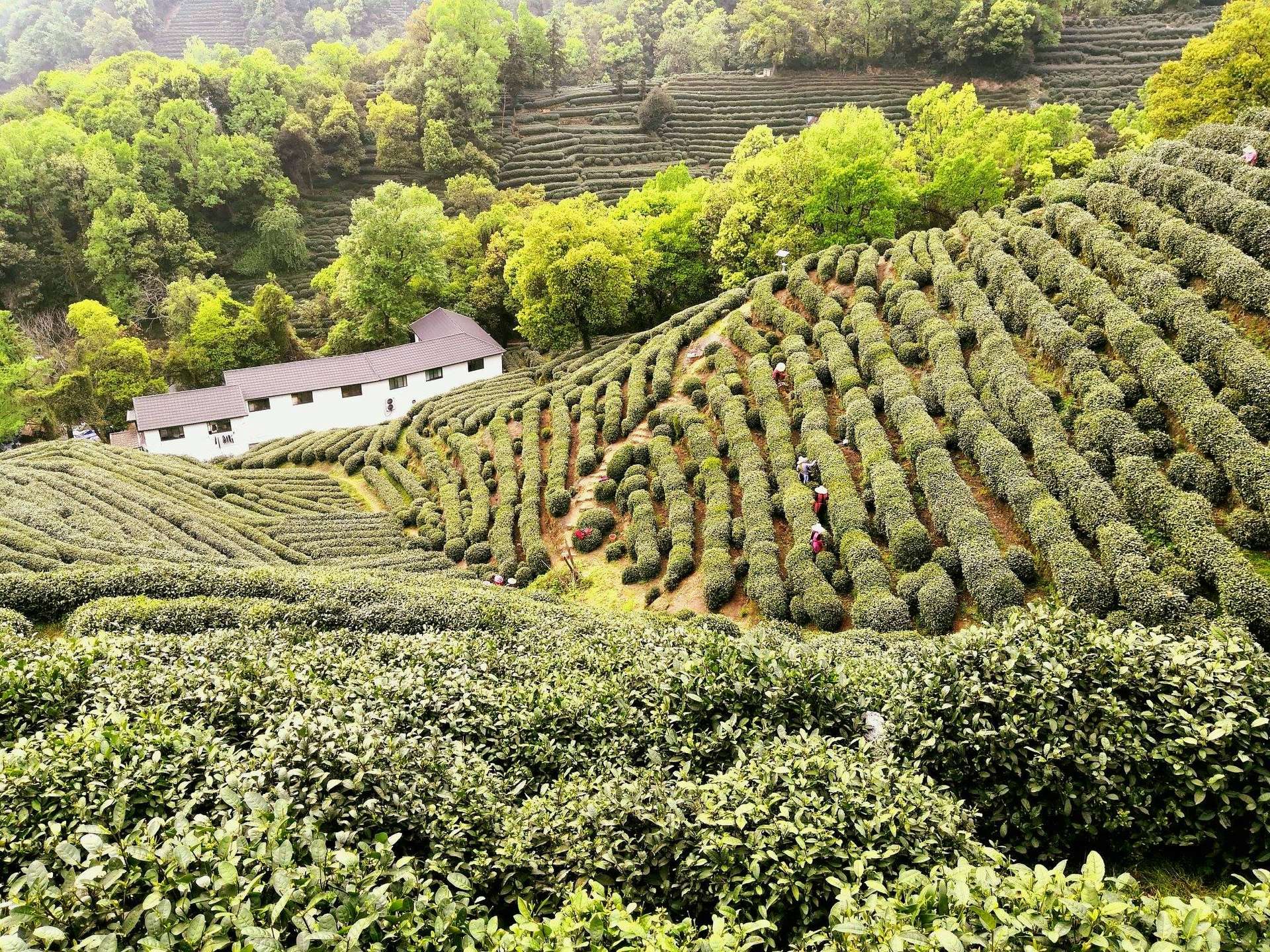 Làng chè Long Tỉnh