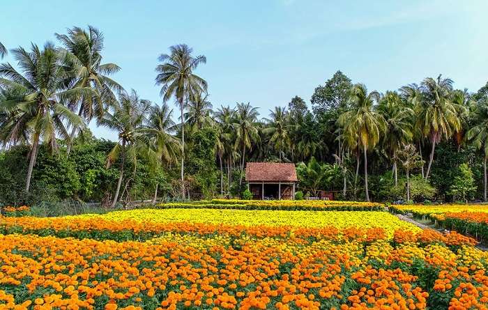 Vé máy bay đi Cần Thơ