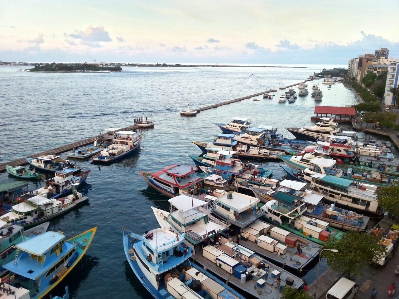 Chợ cá Male Local