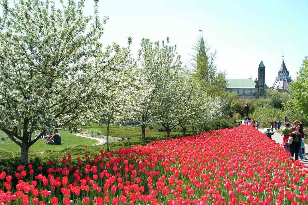 Lễ hội hoa Tulip tại Ottawa