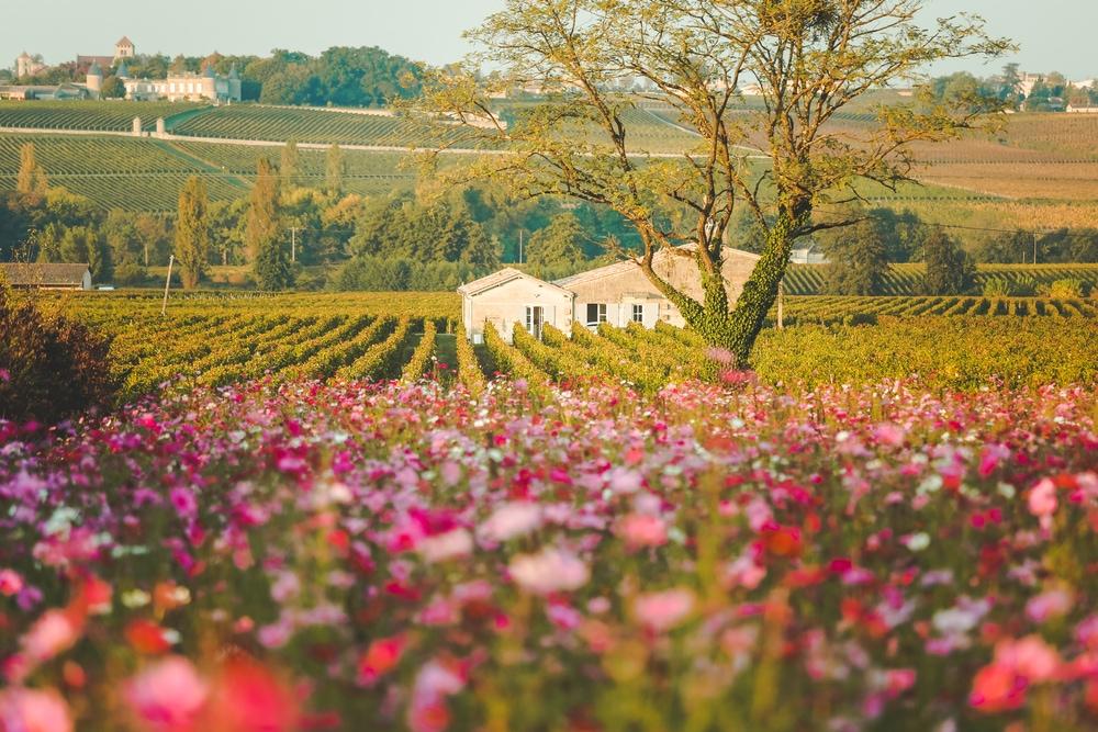 Nên đến Bordeaux vào tháng 8 - 11