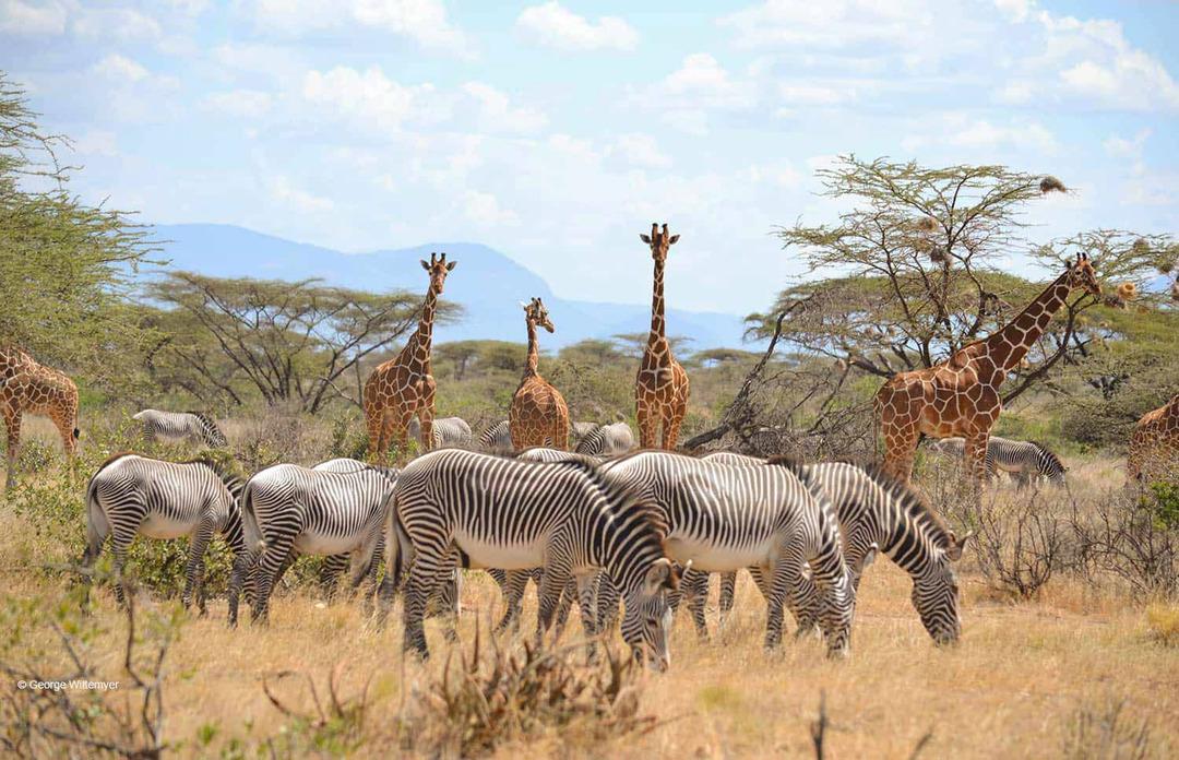Công viên Samburu