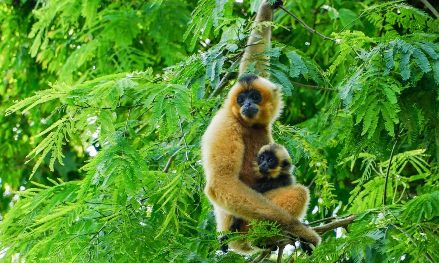 nam cát tiên national park