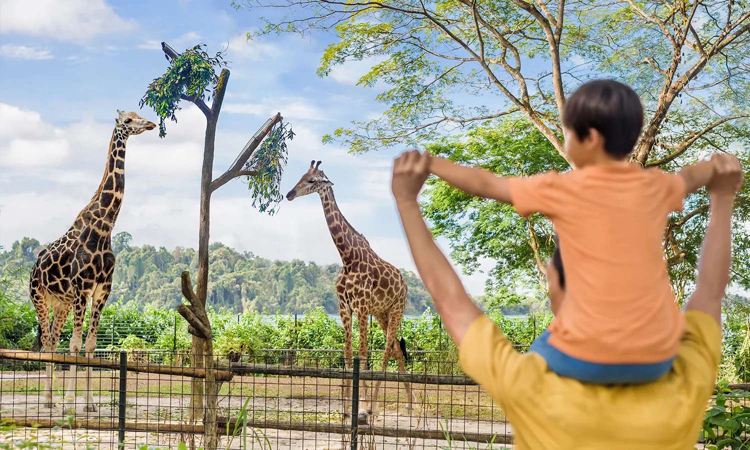 vườn thú singapore zoo 