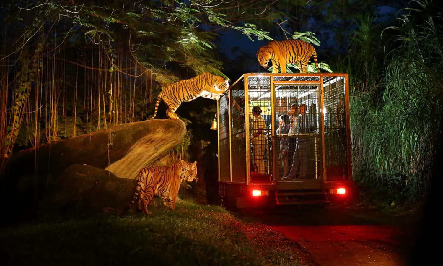  vườn thú night safari